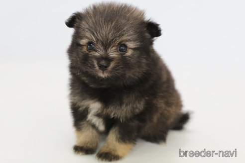 成約済の神奈川県のポメラニアン-313795の2枚目